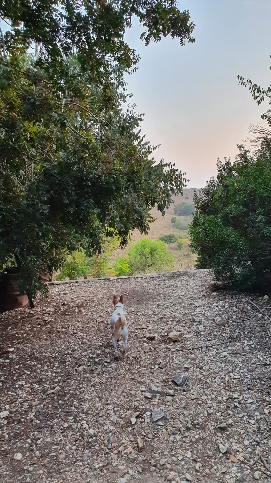 שביל סובב דליה