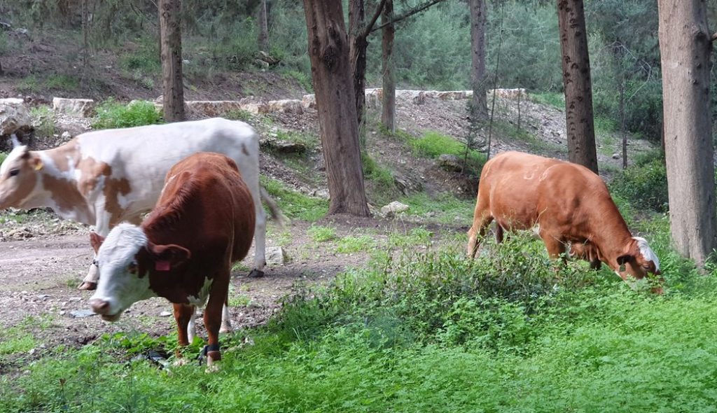 זהר בדשא - חופשה בין כרמל לעמקים